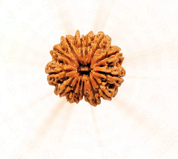 Pure & Authentic 11 Mukhi Nepali Rudraksh