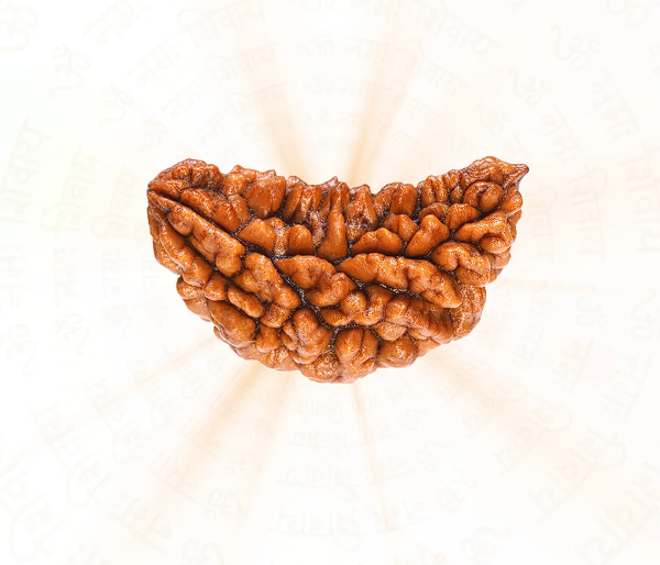Pure 1 Mukhi Chandra Nepali Rudraksh – Natural & Genuine