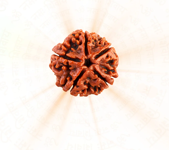 Powerful 5 Mukhi Nepali Rudraksh – Natural & Genuine
