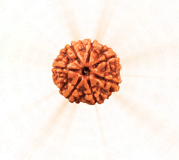 Natural  & Authentic 7 Mukhi Nepali Rudraksh