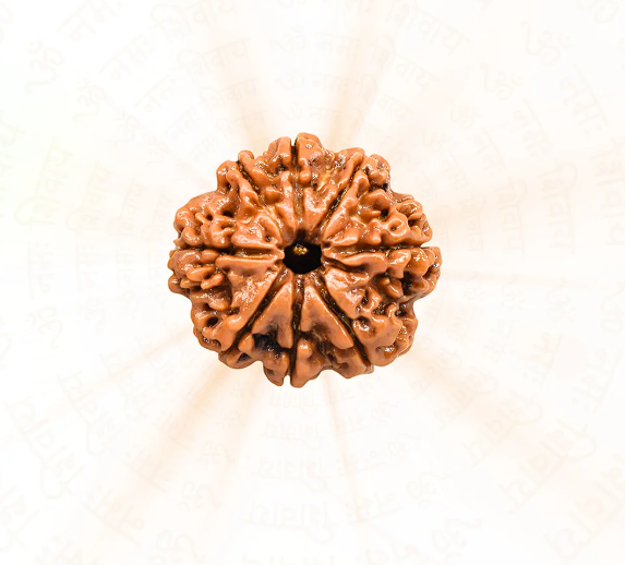 Natural & Authentic 8 Mukhi Nepali Rudraksh
