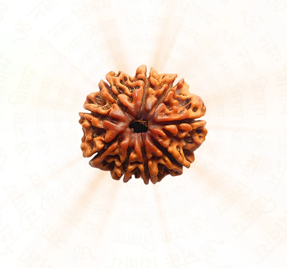 Natural & Authentic 9 Mukhi Nepali Rudraksh