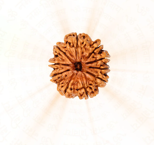 Powerful 10 Mukhi Nepali Rudraksh – Natural & Genuine