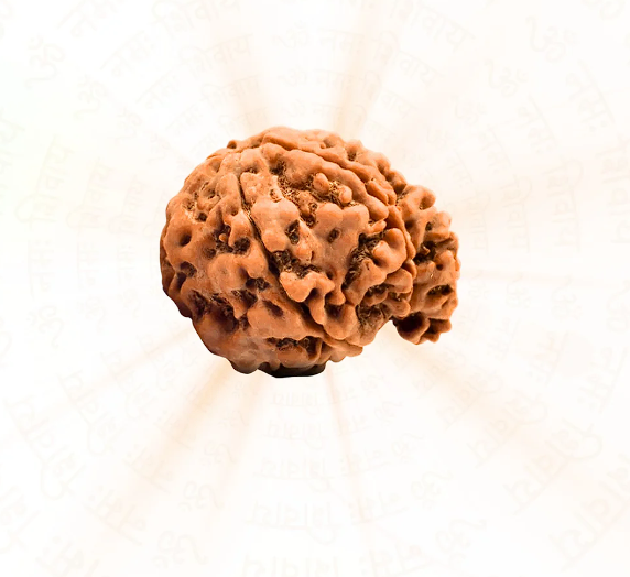 Pure & Authentic Ganesh Mukhi Nepali Rudraksh