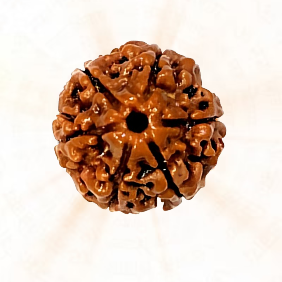 Pure & Authentic 6 Mukhi Nepali Rudraksh