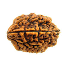 Pure 2 Mukhi Nepali Rudraksh – Authentic and Natural